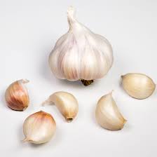 garlic